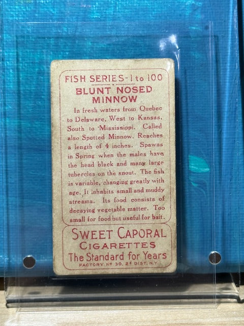 1910 ATC Fish Series Factory 30 NY Series of 100 Sweet Caporal Blunt Nosed Minnow