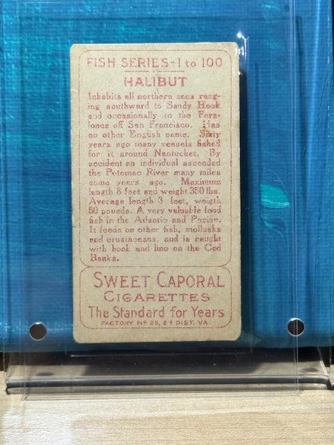 1910 ATC Fish Series Factory 30 NY Series of 100 Sweet Caporal Halibut