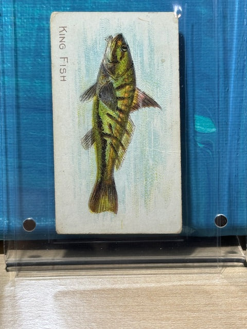 1910 ATC Fish Series Factory 30 NY Series of 100 Sweet Caporal King Fish