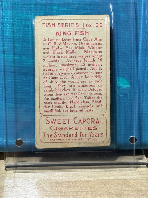 1910 ATC Fish Series Factory 30 NY Series of 100 Sweet Caporal King Fish