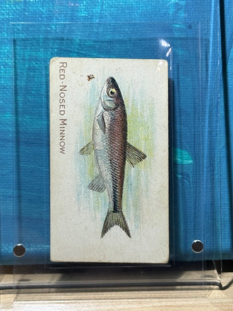 1910 ATC Fish Series Factory 25 VA Series of 100 Piedmont Red Nosed Minnow