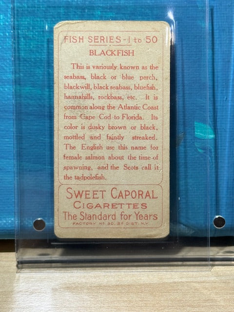 1910 ATC Fish Series Factory 30 NY Series of 50 Sweet Caporal Blackfish