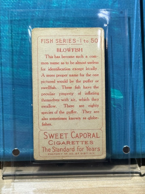 1910 ATC Fish Series Factory 30 NY Series of 50 Sweet Caporal Blowfish