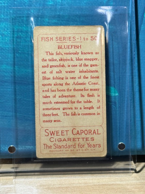 1910 ATC Fish Series Factory 30 NY Series of 50 Sweet Caporal Bluefish