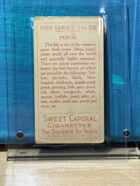1910 ATC Fish Series Factory 30 NY Series of 50 Sweet Caporal Perch