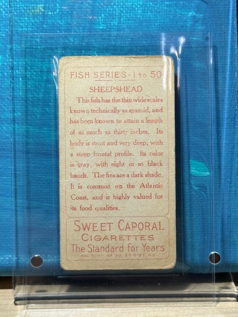 1910 ATC Fish Series Factory 30 NY Series of 50 Sweet Caporal Sheepshead