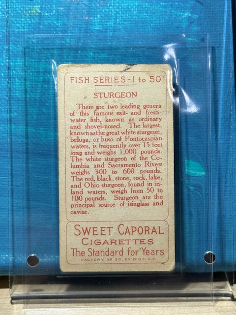 1910 ATC Fish Series Factory 30 NY Series of 50 Sweet Caporal Sturgeon