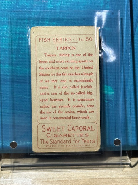 1910 ATC Fish Series Factory 30 NY Series of 50 Sweet Caporal Tarpon