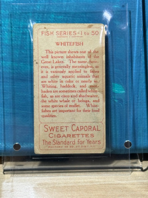 1910 ATC Fish Series Factory 30 NY Series of 50 Sweet Caporal Whitefish