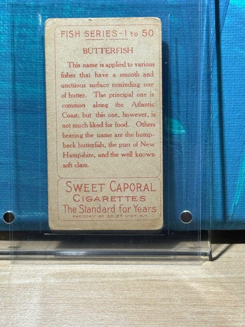 1910 ATC Fish Series Factory 30 NY Series of 50 Sweet Caporal Butterfish