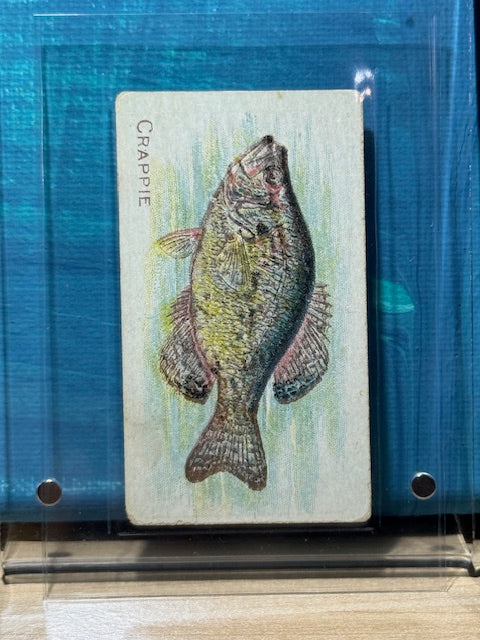 1910 ATC Fish Series Factory 30 NY Series of 100 Sweet Caporal Crappie